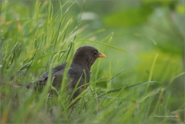 <p>KOS ČERNÝ (Turdus merula) /Common blackbird - Amsel/</p>